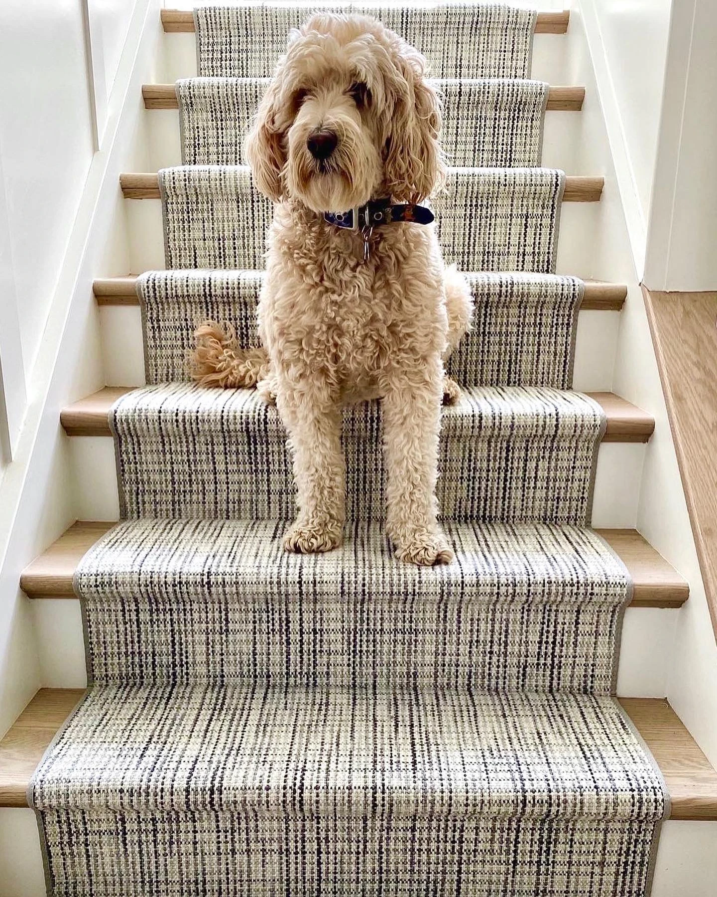 A golden doodle dog sitting on a light wood staircase with a multi-tonal crosshatch carpet stair runner from Kaleen